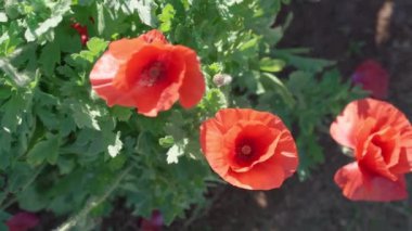 Tayland 'ın kuzeyinde kırmızı gelincik tarlası, 4K görüntüleri..