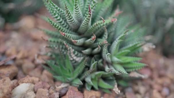 Arid plant in desert environment in botanical garden in Thailand — Video Stock