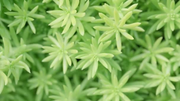 Succulent plant corsican stonecrop, sedum reflexum. Selective focus — Stockvideo