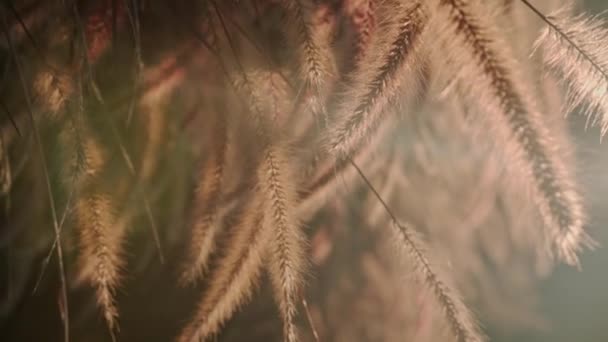 Spikelets in the field at sunset. Thailand. — Wideo stockowe