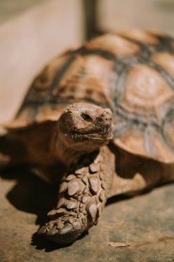 Afrika mahmuzlu kaplumbağası - geochelone sulcata
