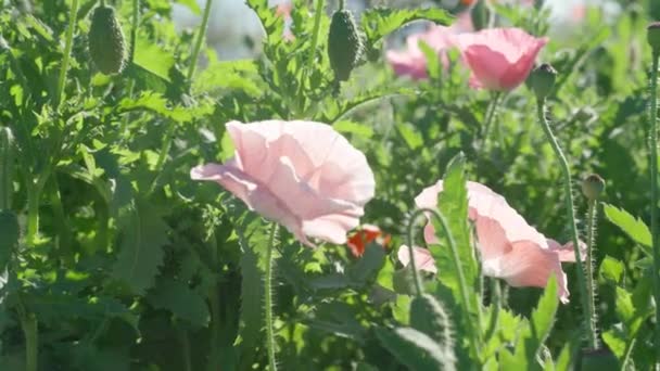 Field of red poppy flowers at north of thailand, 4K footage. — 图库视频影像