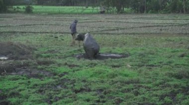 Tayland, Chiang Mai - 11 Şubat 2022: bir çiftçi ve Tayland bufalosu. Tayland.