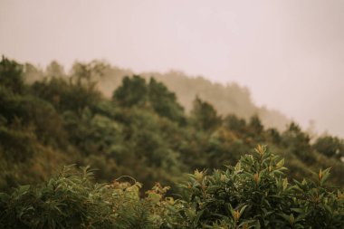 Doi Inthanon Ulusal Parkı Tayland 'da şafak vakti