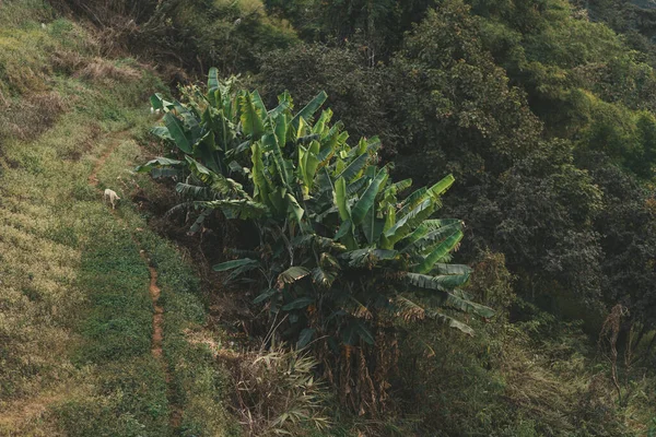 Paisagem Banana Plantas Natureza Tailândia — Fotografia de Stock