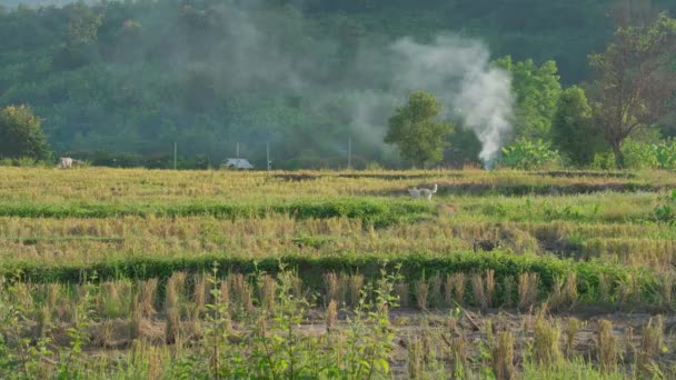 Спокойный Ландшафт Рисового Поля Севере Таиланда Лицензионные Стоковые Видео