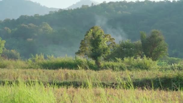 Paesaggio Tranquillo Risaia Nel Nord Della Thailandia Filmato Stock