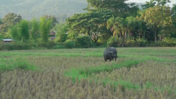 田んぼに立つ水牛 ロイヤリティフリーのストック動画