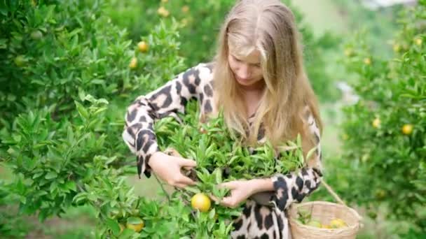 Młoda Dorosła Blondynka Zbierać Pomarańcze Drzewa Pomarańczowym Ogrodzie Wideo Stockowe bez tantiem