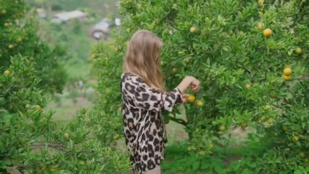 Ung Vuxen Blond Kvinna Plocka Apelsiner Från Ett Träd Orange — Stockvideo