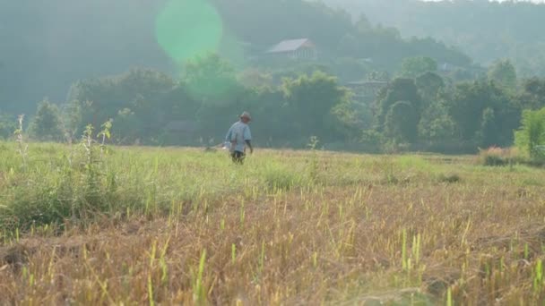 Granjero Caminando Campo Arroz Norte Tailandia Vídeo De Stock