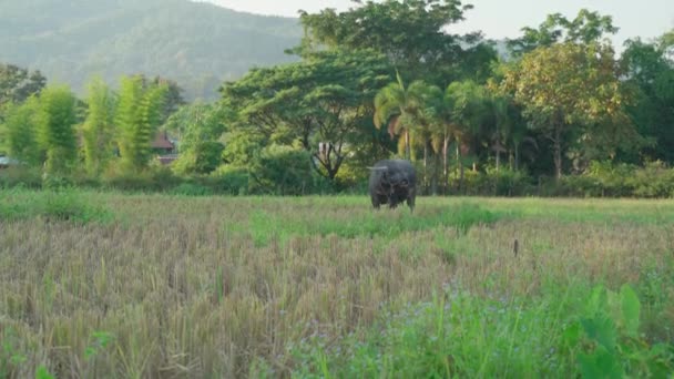 Buffalo Standing Rice Field Royalty Free Stock Footage