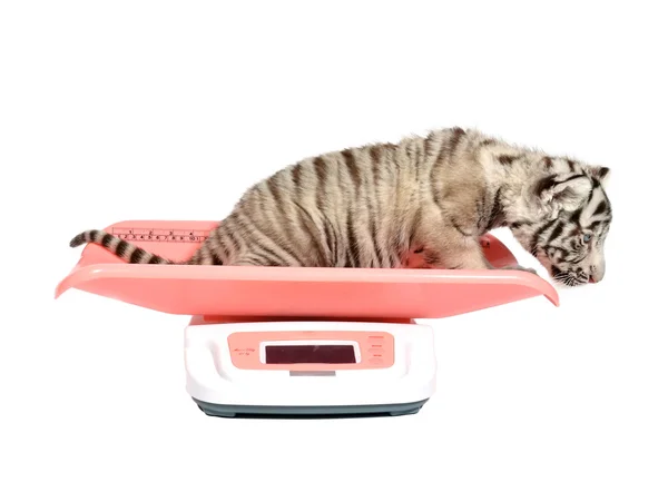 体重計に白い赤ちゃんトラ — ストック写真