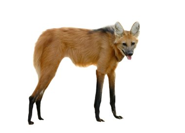 maned wolf clipart