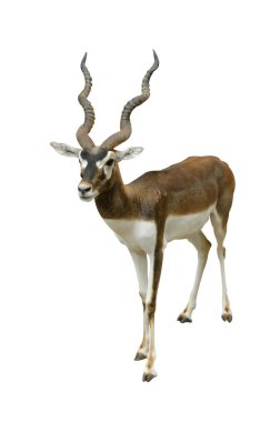 Black buck isolated on white background clipart