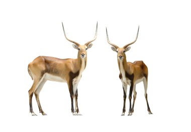 Red lechwe isolated on white background clipart