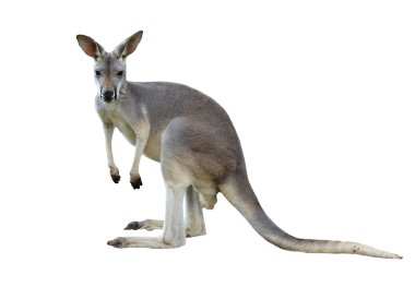gray kangaroo clipart
