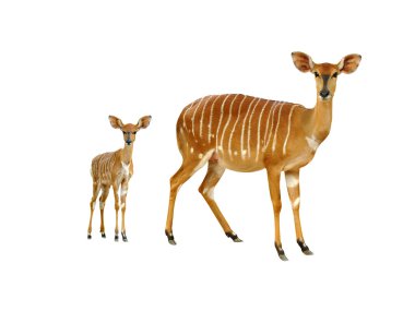 Beyaz arka plan üzerinde izole nyala