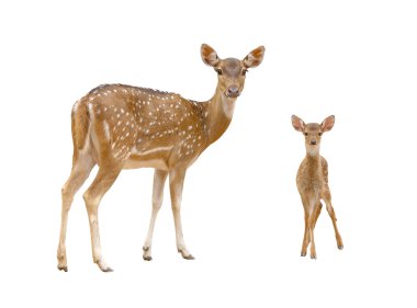 Axis deer isolated on white background clipart