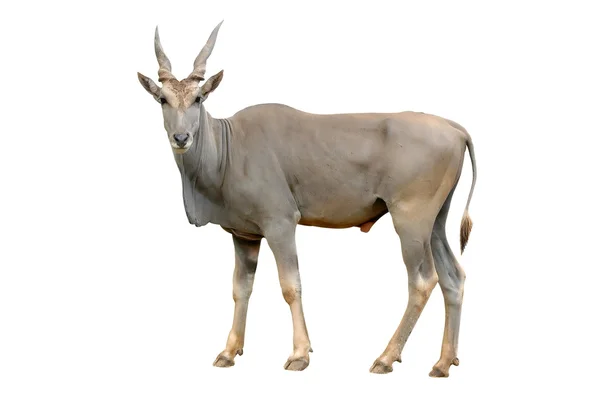 Beyaz arka plan üzerinde izole eland — Stok fotoğraf