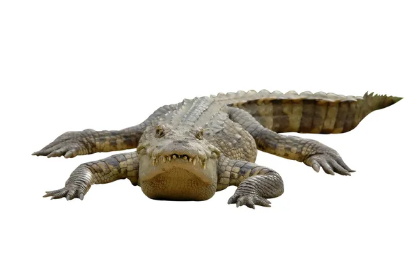 Krokodil geïsoleerd op witte achtergrond — Stockfoto
