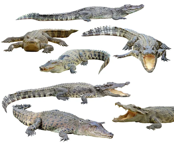 Crocodile isolated — Stock Photo, Image