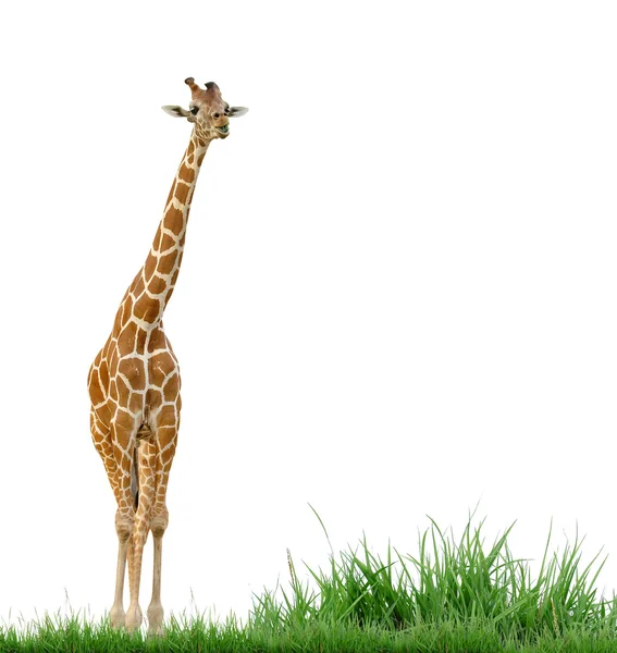 Giraffa isolata su sfondo bianco — Foto Stock