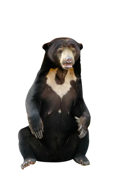 Sunbear isolerad på vit bakgrund — Stockfoto