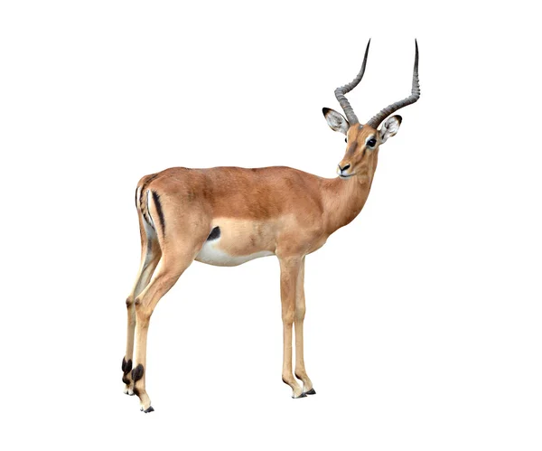 Mannelijke impala geïsoleerd — Stockfoto