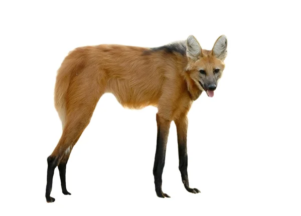 Maned wolf — Stock Photo, Image