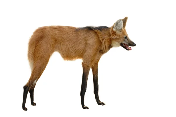 Lobo-guará — Fotografia de Stock
