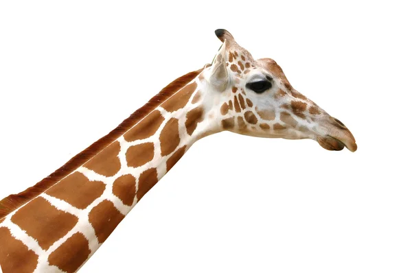Girafe tête islated sur fond blanc — Photo