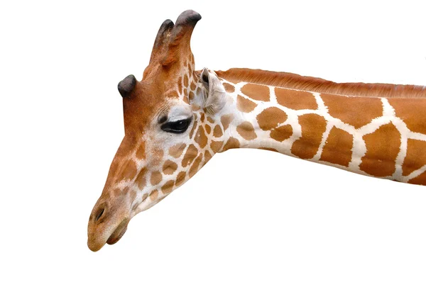 Голова жирафа розкладена на білому тлі — стокове фото