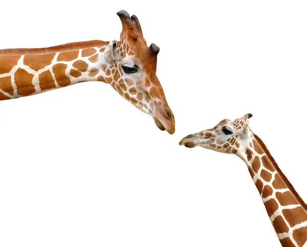 Testa di giraffa isolata su sfondo bianco — Foto Stock