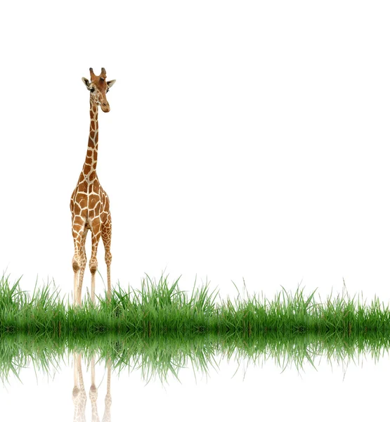 Giraffa isolata su sfondo bianco — Foto Stock