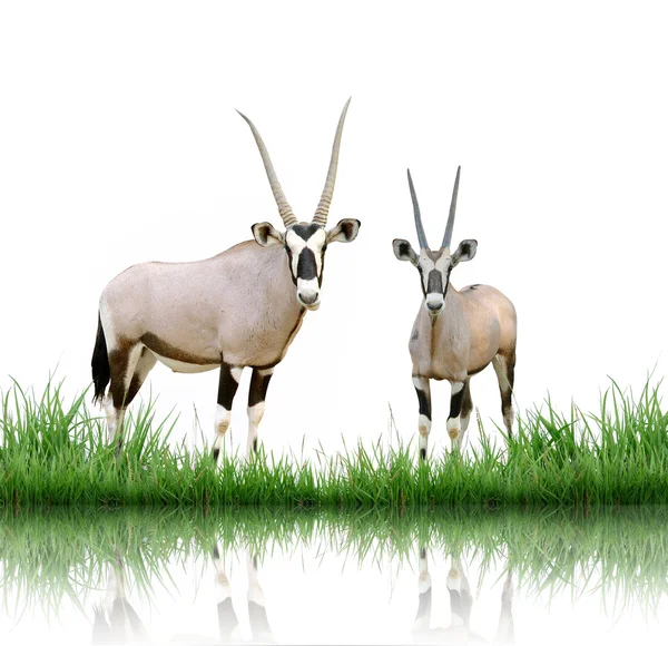 Oryx isolado em fundo branco — Fotografia de Stock