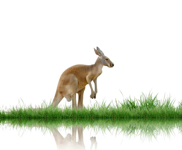 Kangaroo isolated on white background — Stock Photo, Image