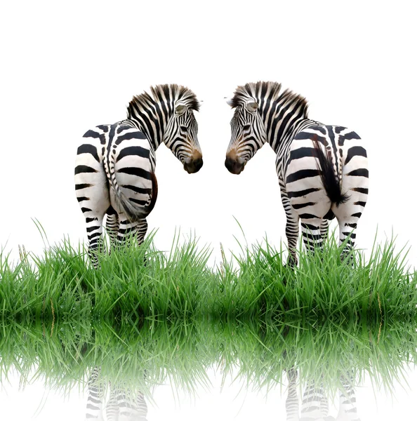 Zebra isolated on white background — Stock Photo, Image