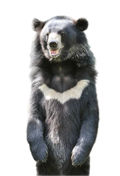 Ασιατική black bear — Φωτογραφία Αρχείου