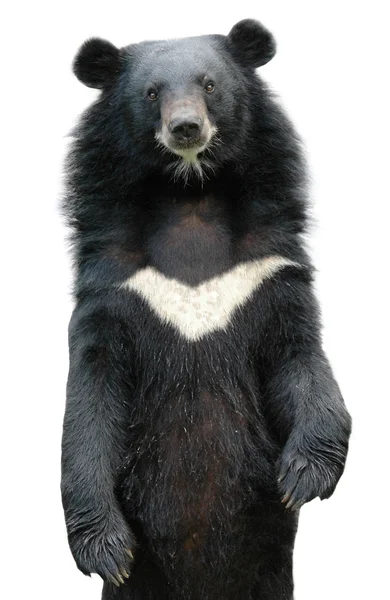 Asiatiska black bear — Stockfoto