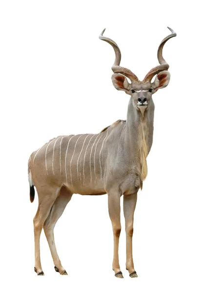 Större kudu — Stockfoto