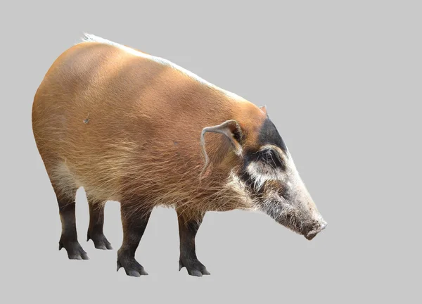 Red river hog — Stock Photo, Image