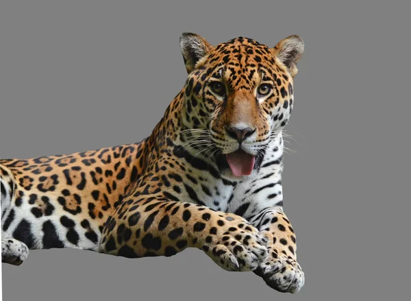 Lying leopard — Stock Photo, Image