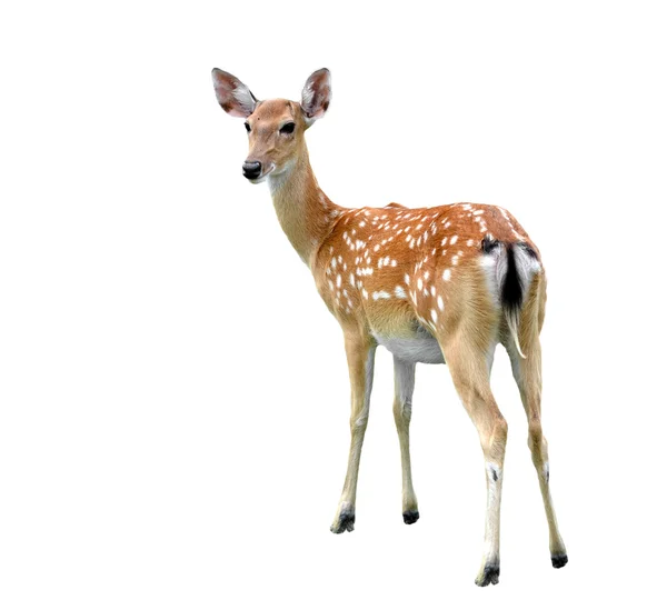 Sika deer — Stock Photo, Image