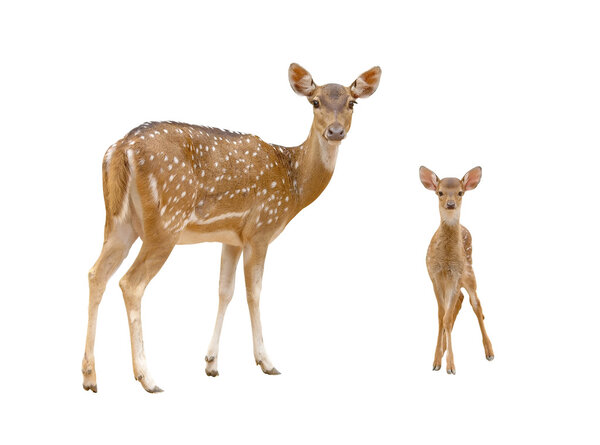 Axis deer isolated on white background