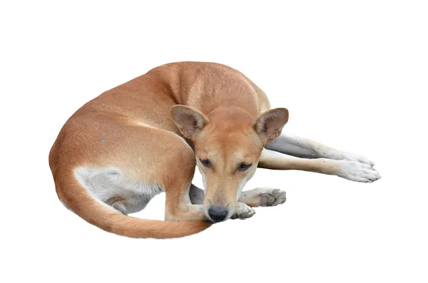 Родной тайский пес — стоковое фото