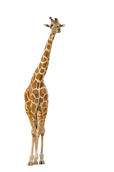 Giraff isolerad på vit bakgrund — Stockfoto