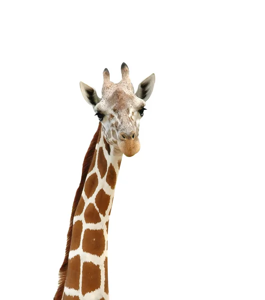 Giraffe hoofd islated op witte achtergrond — Stockfoto