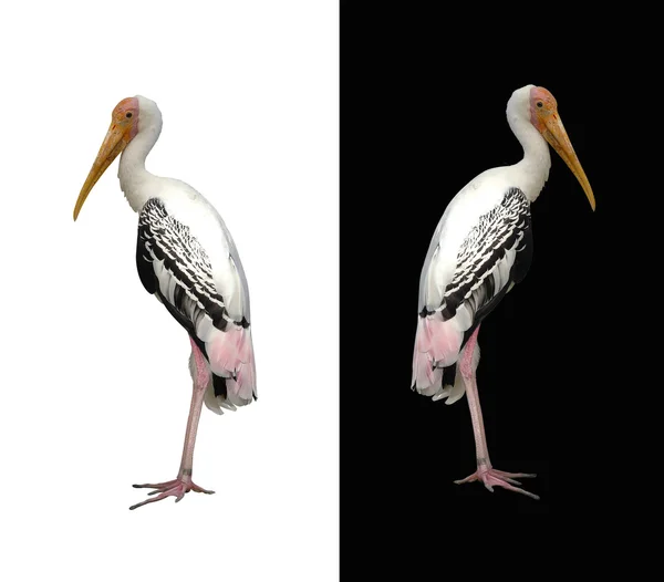 Painted stork isolated — Stock Photo, Image
