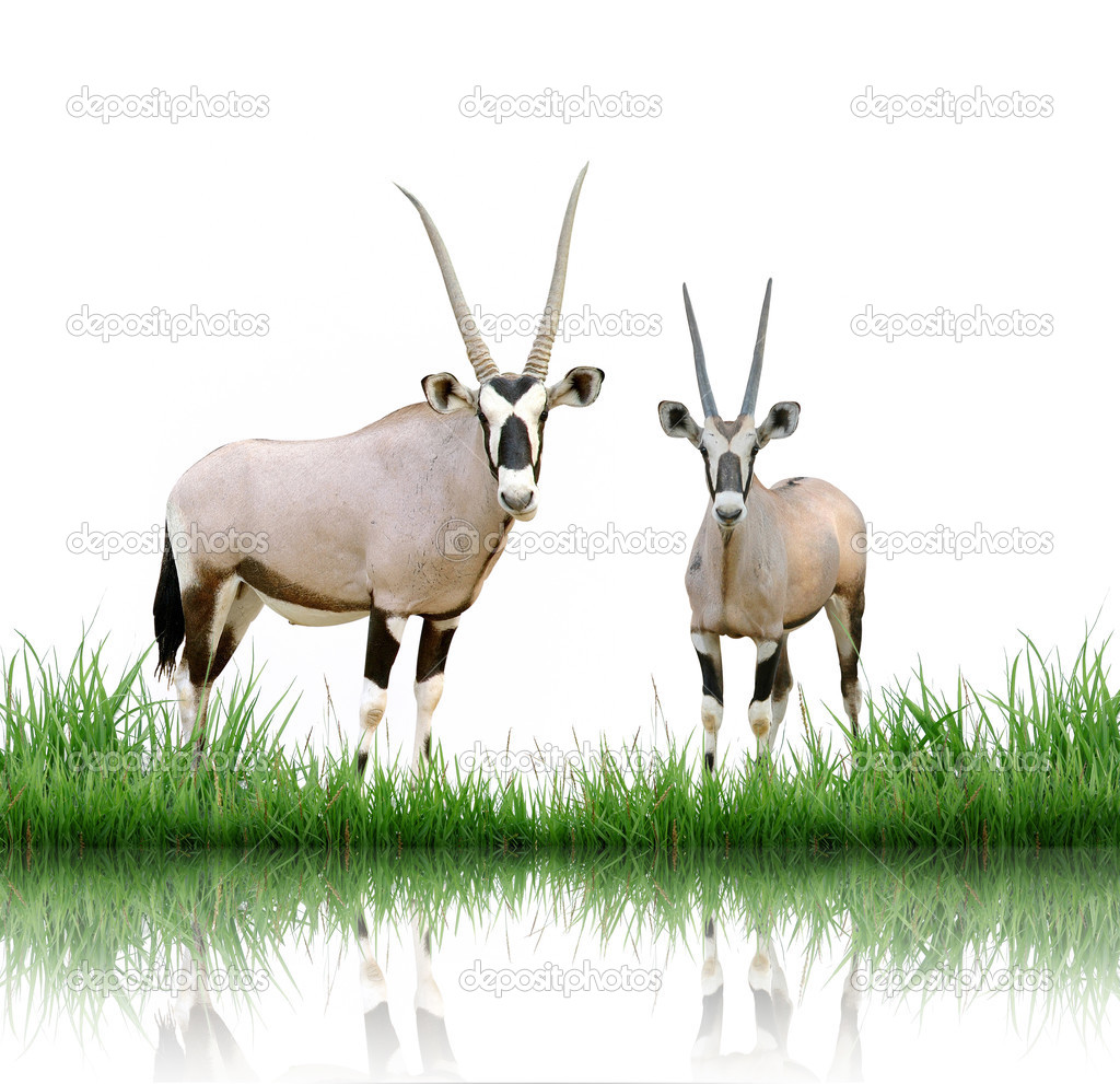 Oryx isolated on white background